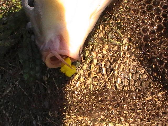 pestiiiiiiiiiiii - pic3801.JPG